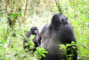 Best gorilla group to track