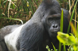 Best time for gorilla trekking in Bwindi and Mgahinga