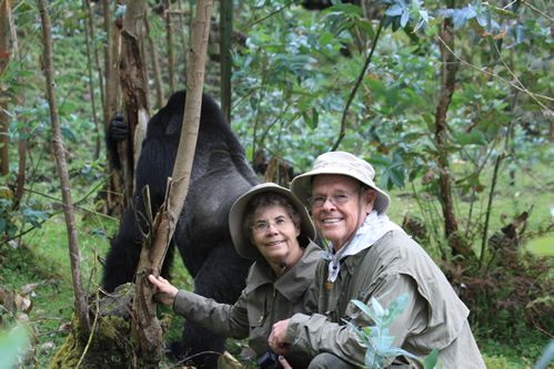 Chances of Seeing Mountain Gorillas in Bwindi and Rwanda