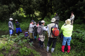 Chances of seeing mountain gorillas.