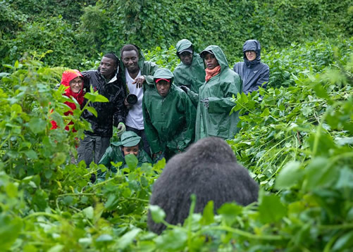 The Price of Gorilla Trekking in Rwanda and Uganda