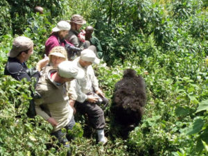 Fitness required for gorilla trekking