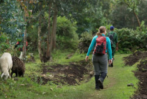 Gorilla Trekking and Visiting Dian Fossey tomb