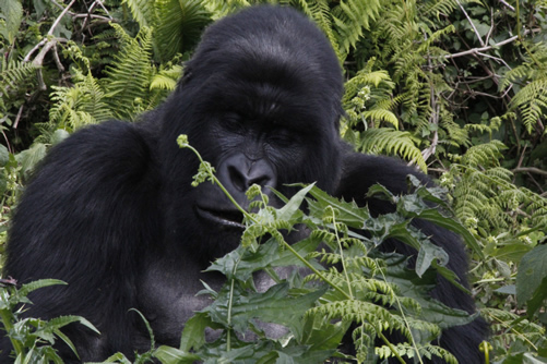 Gorilla trekking review and testimonials