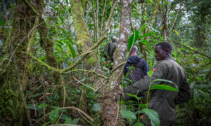 How are gorilla families allocated in Rwanda?