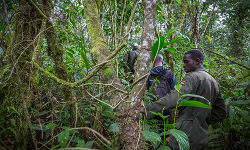 How are gorilla families allocated in Rwanda?