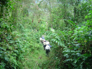 How to get an easier gorilla family to trek