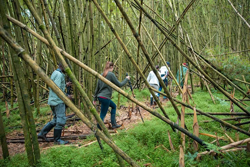 Price of gorilla trekking in Uganda