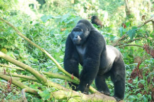 The easiest gorilla family to trek