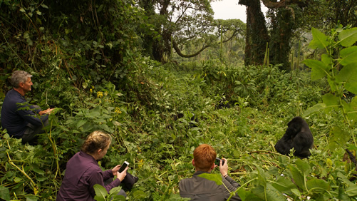 What are my chances of seeing Mountain gorillas