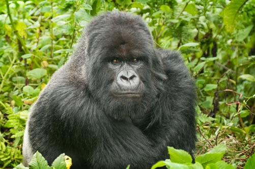 A gorilla in Uganda