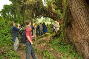 Uganda gorilla trekking experience