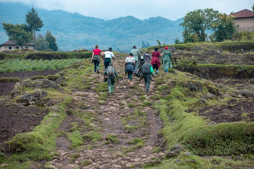 Gorilla Trekking 