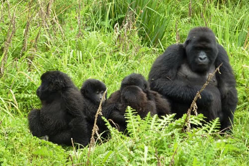 Uganda gorilla trekking experience