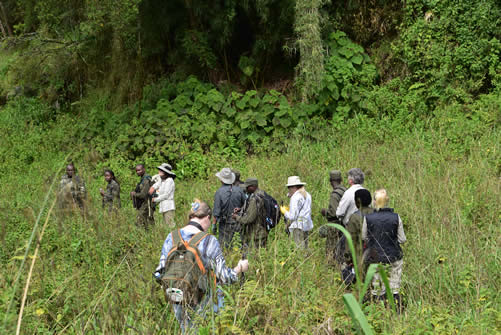 Tourists taking part in Gorilla Trekking