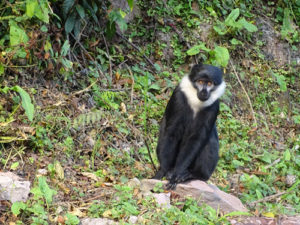 2 Day Nyungwe Chimpanzee tracking.