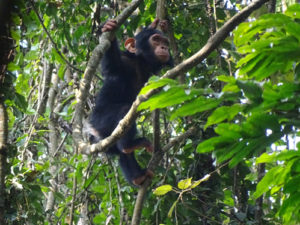 2 Days Chimpanzee Trekking in Nyungwe National Park