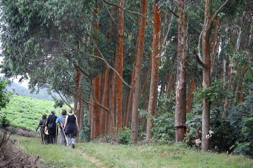 2 days Nyungwe National Park Safari