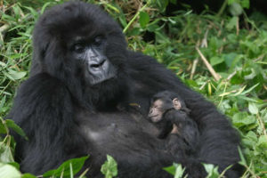 How to ensure safety on a gorilla safari