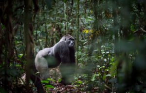 Best places to track gorillas in Africa.