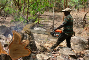 Conservation of cross river gorillas