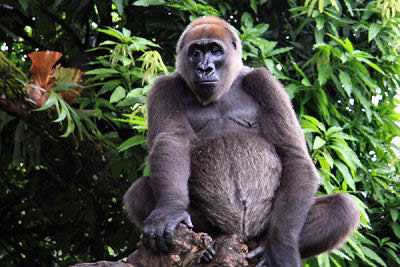 Cross River Gorillas – Threats, Endangered Status and Conservation
