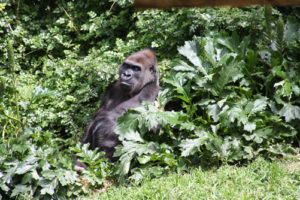 Information about cross river gorillas