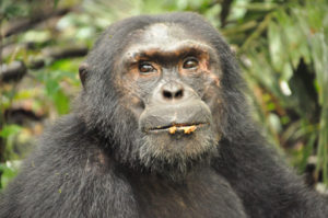 12 day wildlife and gorilla safari in Uganda