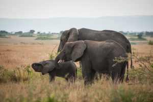 12 Days Uganda wildlife, gorilla and chimpanzee trekking safari