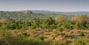 12 days wildlife safari in Uganda