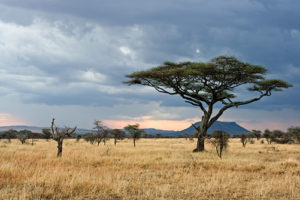 3 Days Serengeti Wildebeest Migration Safari