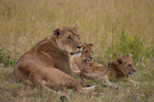 3 Days Kenya Wildlife Safari