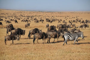 3 Days Masai Mara Camping Safari