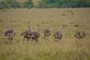 3 Days Masai Mara Wildlife Safari