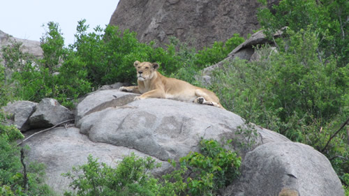 3 days Ngorongoro Crater and Serengeti Safari