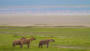 3 Days Serengeti National Park Safari 