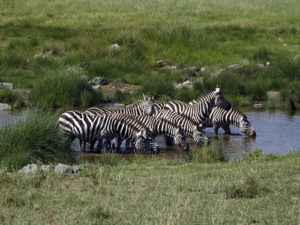 3 Days Serengeti and Ngorongoro Wildlife Safari