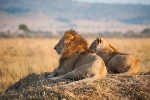 3 days Masai Mara itinerary