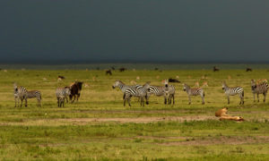 3 days Serengeti flying safari 