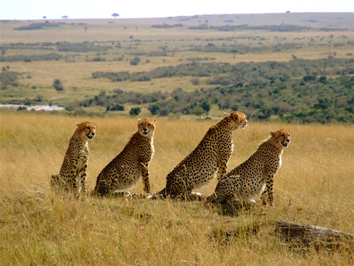3 Days Maasai Mara Wildlife Safari