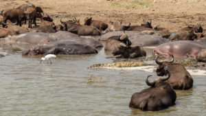 11 days Uganda safari