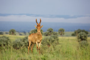 11 day Uganda safari trip