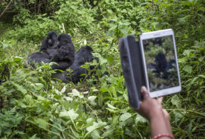 11 days gorilla trekking safari