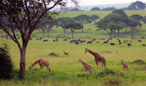 11 days Uganda Wildlife Safari tour