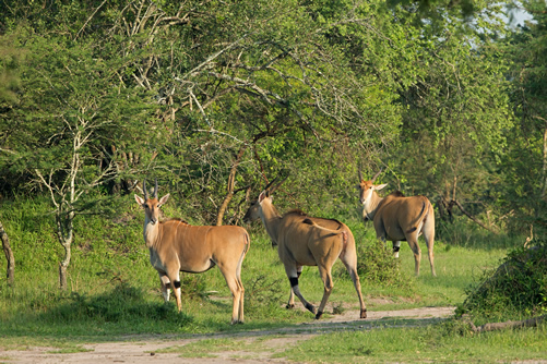 3 Days Lake Mburo National Park Wildlife Safari