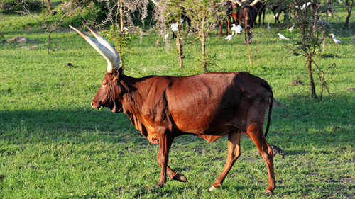 3 Days Lake Mburo Tour