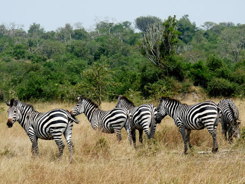 3 Days Lake Mburo National Park safari