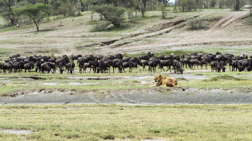6 Days Serengeti Safari and Gorilla Trekking