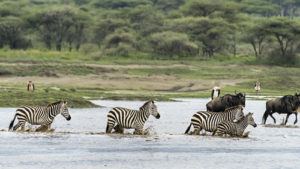 6 Days Serengeti and Gorilla Tour