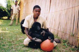 Adopt a mountain gorilla